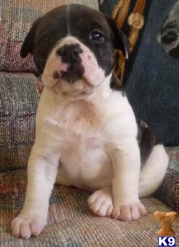 Old English Bulldog Puppies for Sale