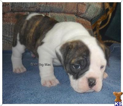 Old English Bulldog Puppies for Sale