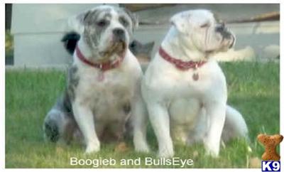 Old English Bulldog Puppies for Sale
