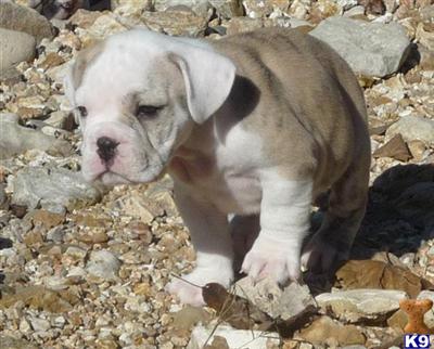 Puppies in MO