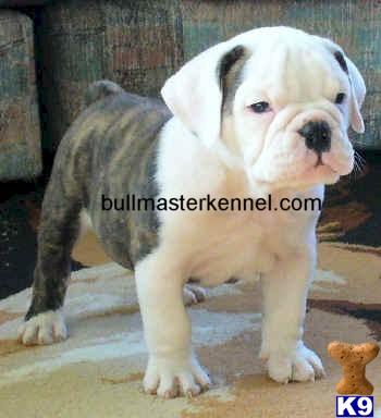 Puppies in MO