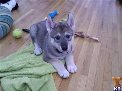 Wolf Dog Puppies for Sale