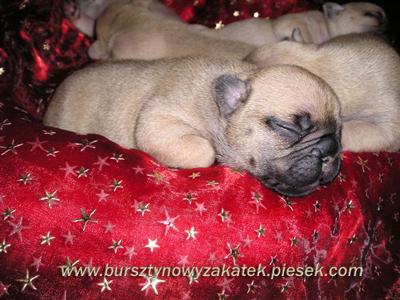 Puppies in DE