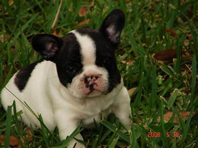 French Bulldog Puppies for Sale