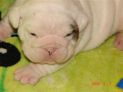 Bulldog Puppies for Sale