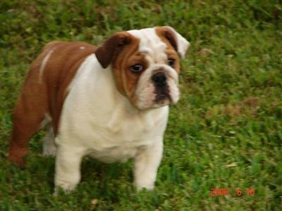Bulldog Puppies for Sale