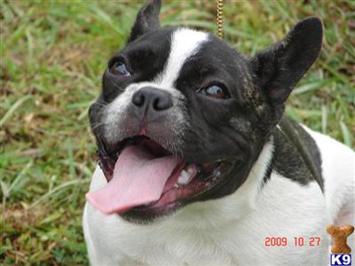 French Bulldog Puppies for Sale