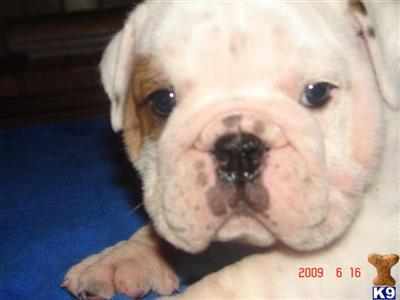 Bulldog Puppies for Sale