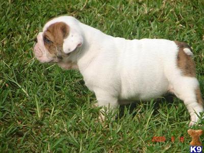 Bulldog Puppies for Sale