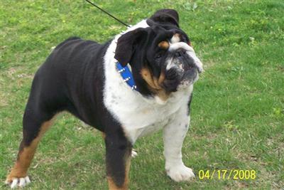 Stud Dogs - Bulldog