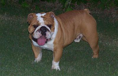 Stud Dogs - Bulldog