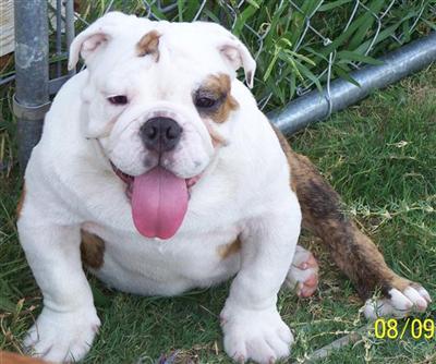 Stud Dogs - English Bulldog