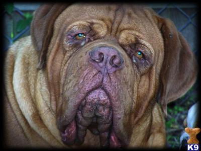 Stud Dogs - Dogue De Bordeaux