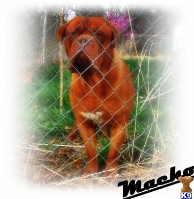 Stud Dogs - Dogue De Bordeaux
