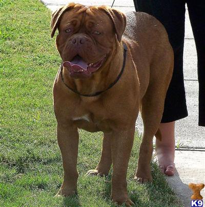 Dogue+de+bordeaux+breeders+ny