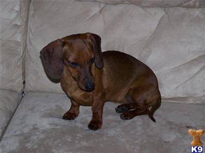 Dogs - Dachshund