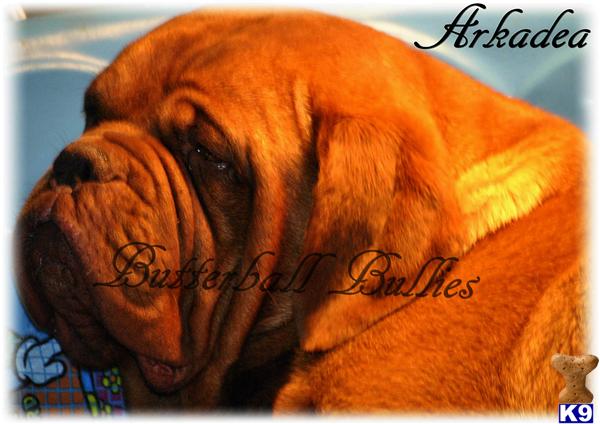 Dogue+de+bordeaux+breeders+new+york