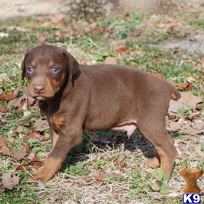 Missouri, for of puppies dandi