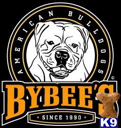 Bybees American Bulldogs