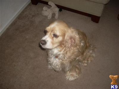Stud Dogs - Cocker Spaniel