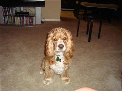 Stud Dogs - Cocker Spaniel