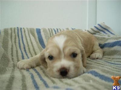 Cocker Spaniel Puppies for Sale
