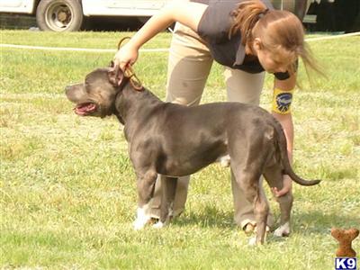 Stud Dogs - American Pit Bull