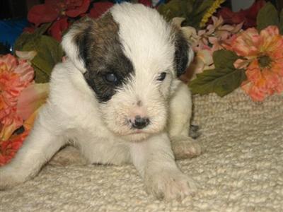 Puppies in GA