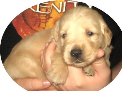 Puppies in GA
