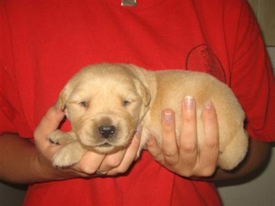 Puppies in GA