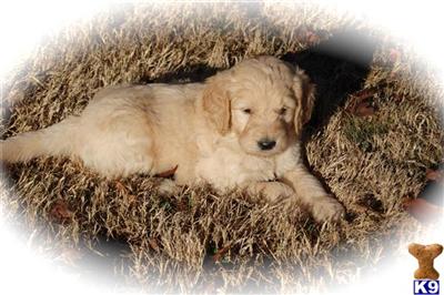 Dogs for Sale in GA