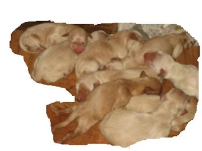 Goldendoodles Puppies for Sale