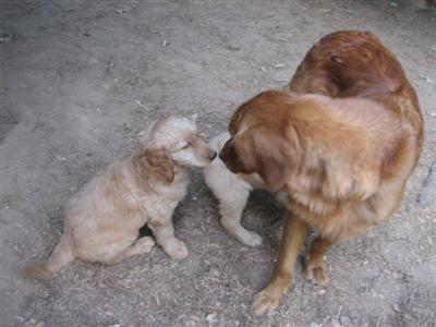 Goldendoodles Puppies for Sale