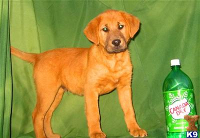 Mixed Breed Puppies for Sale