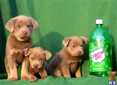 Mixed Breed Puppies for Sale