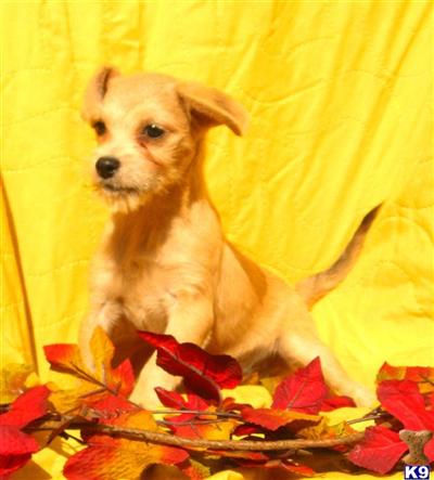 Mixed Breed Puppies for Sale