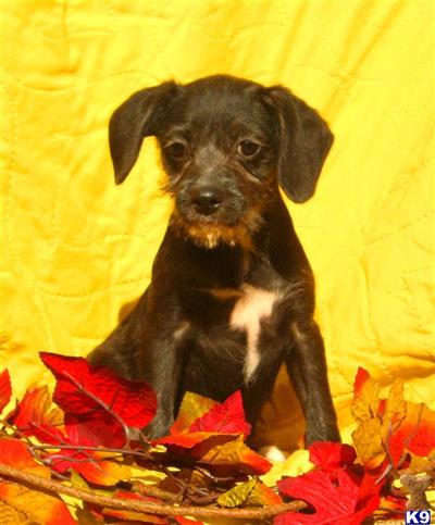 Mixed Breed Puppies for Sale