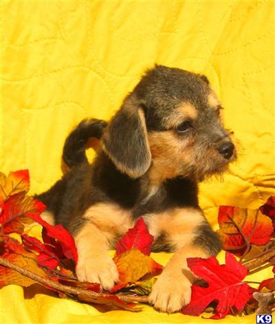 Mixed Breed Puppies for Sale