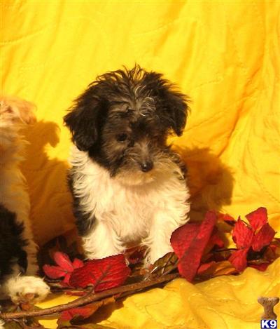 Mixed Breed Puppies for Sale