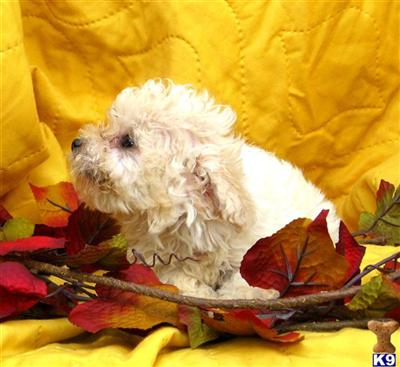 Mixed Breed Puppies for Sale