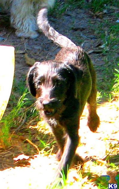Puppies in SC
