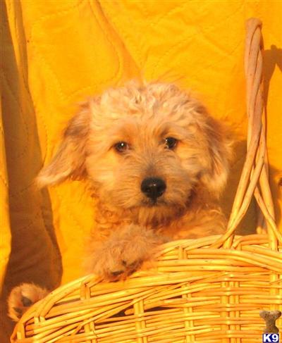 Mixed Breed Puppies for Sale