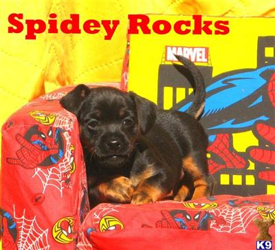 Mixed Breed Puppies for Sale