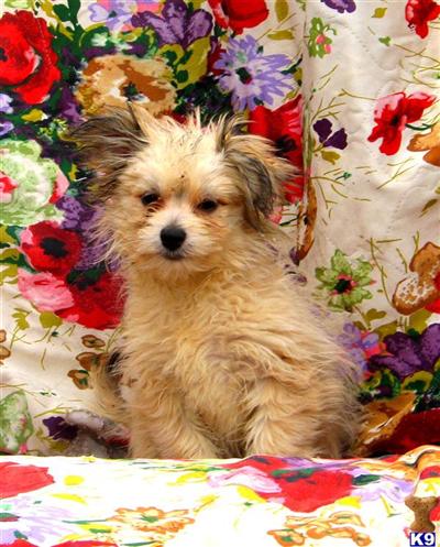 Mixed Breed Puppies for Sale