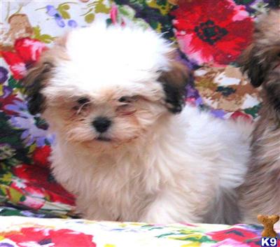 Mixed Breed Puppies for Sale