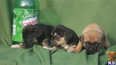 Mixed Breed Puppies for Sale