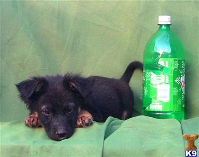 Mixed Breed Puppies for Sale