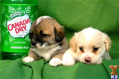 Mixed Breed Puppies for Sale