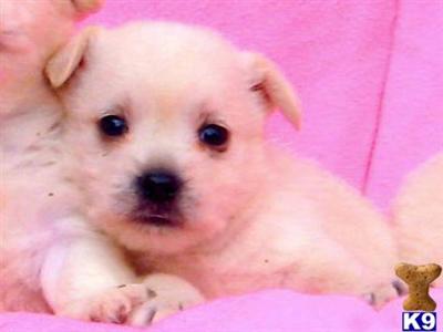 Puppies in SC