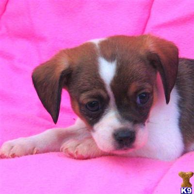 Puppies in SC